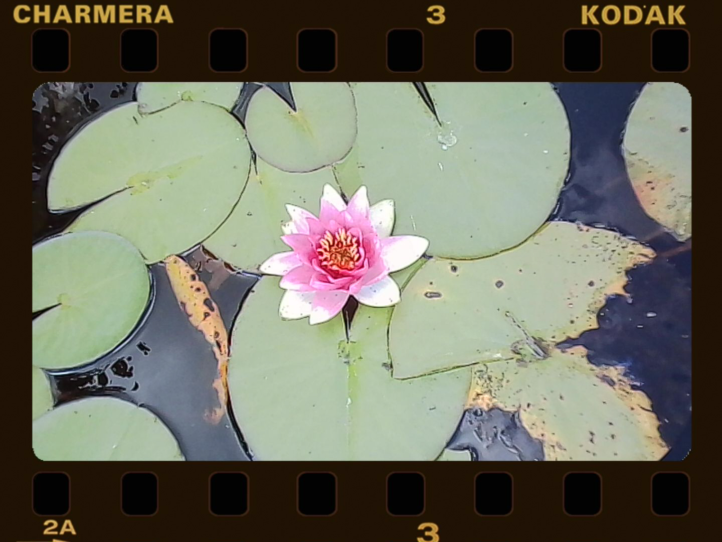 A lotus flower in water bordered by a Kodak film filter